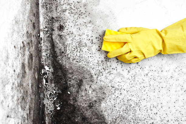 Best Toxic Mold Removal  in Fort Payne, AL