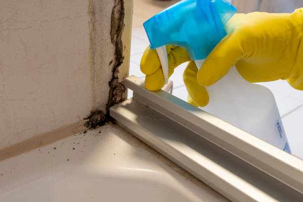 Best Crawl Space Mold Removal  in Fort Payne, AL