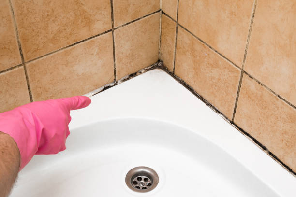 Certified Mold Removal in Fort Payne, AL